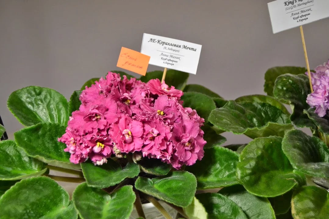 DSC_0738.webp