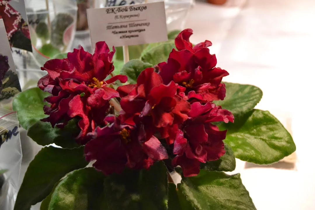 DSC_0756.webp