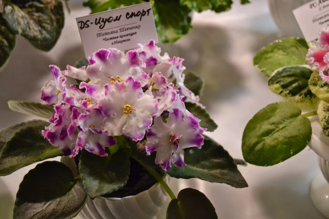 DSC_0765.webp