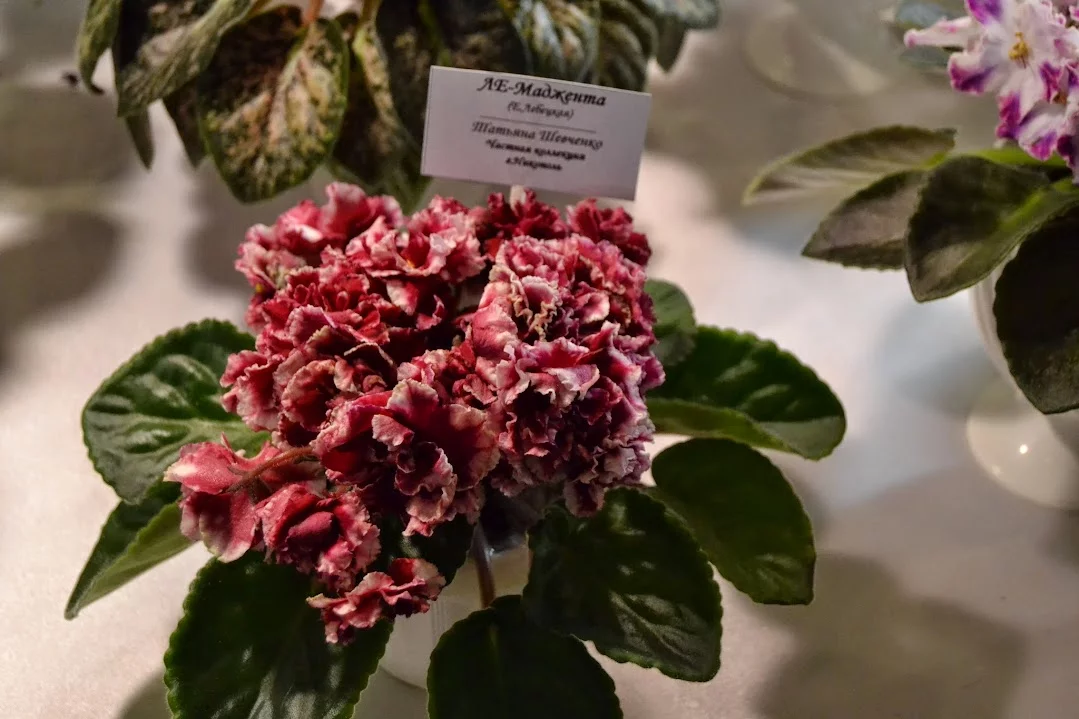 DSC_0766.webp
