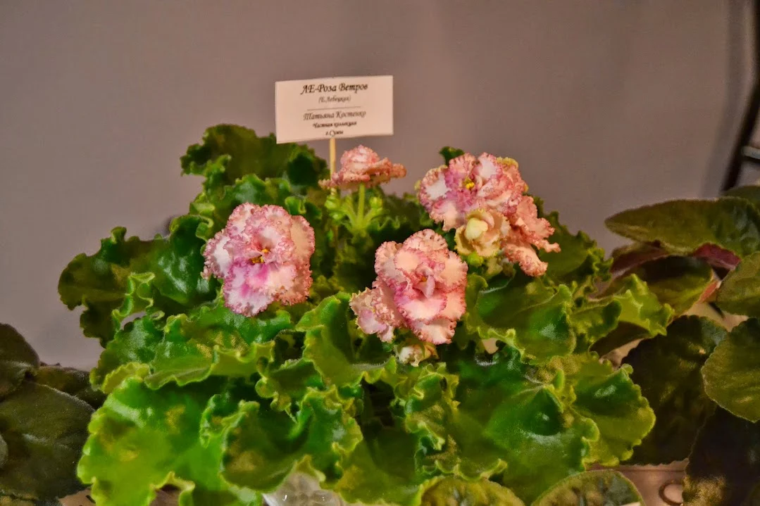 DSC_0780.webp