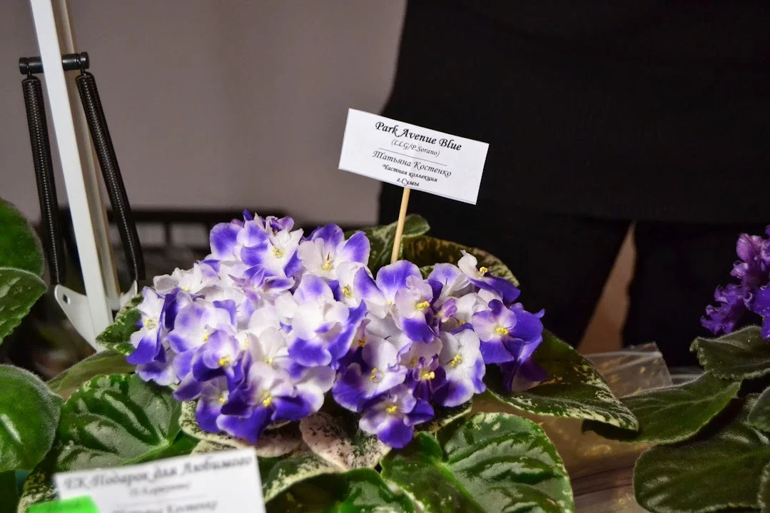 DSC_0781.webp