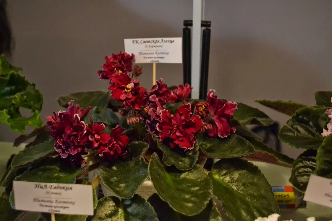 DSC_0785.webp