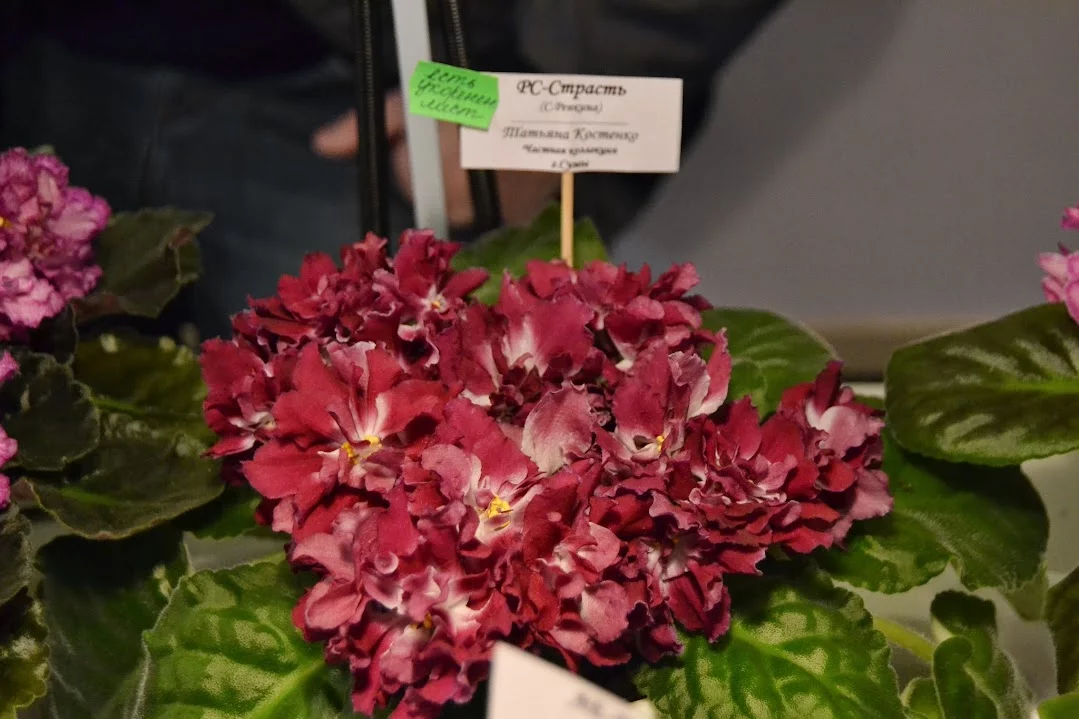 DSC_0791.webp