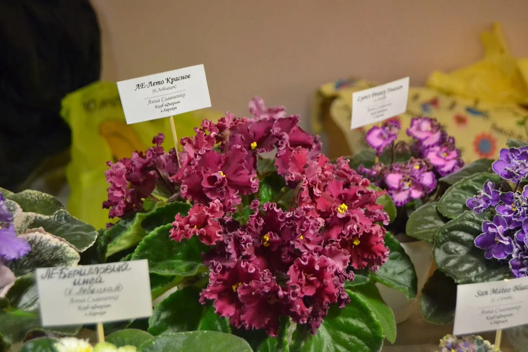 DSC_0796.webp