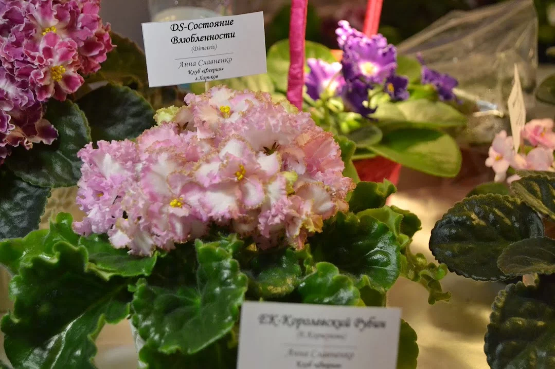DSC_0804.webp