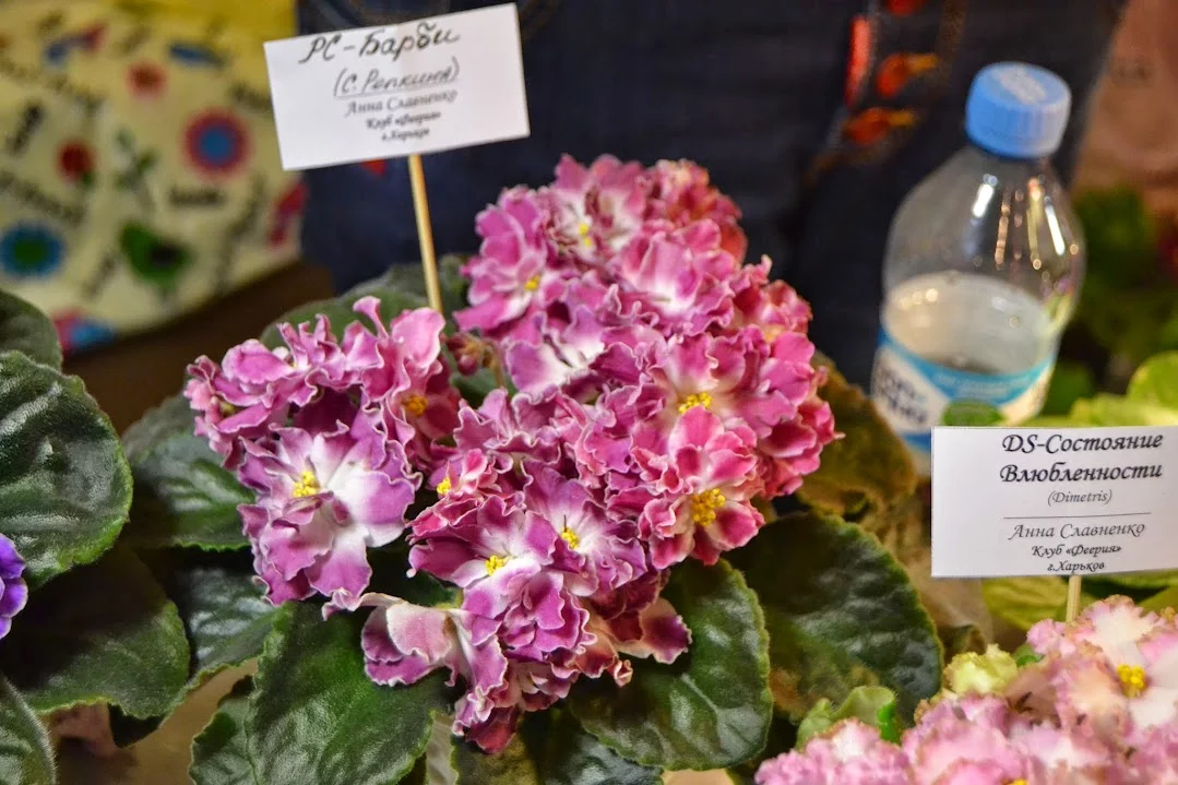 DSC_0807.webp