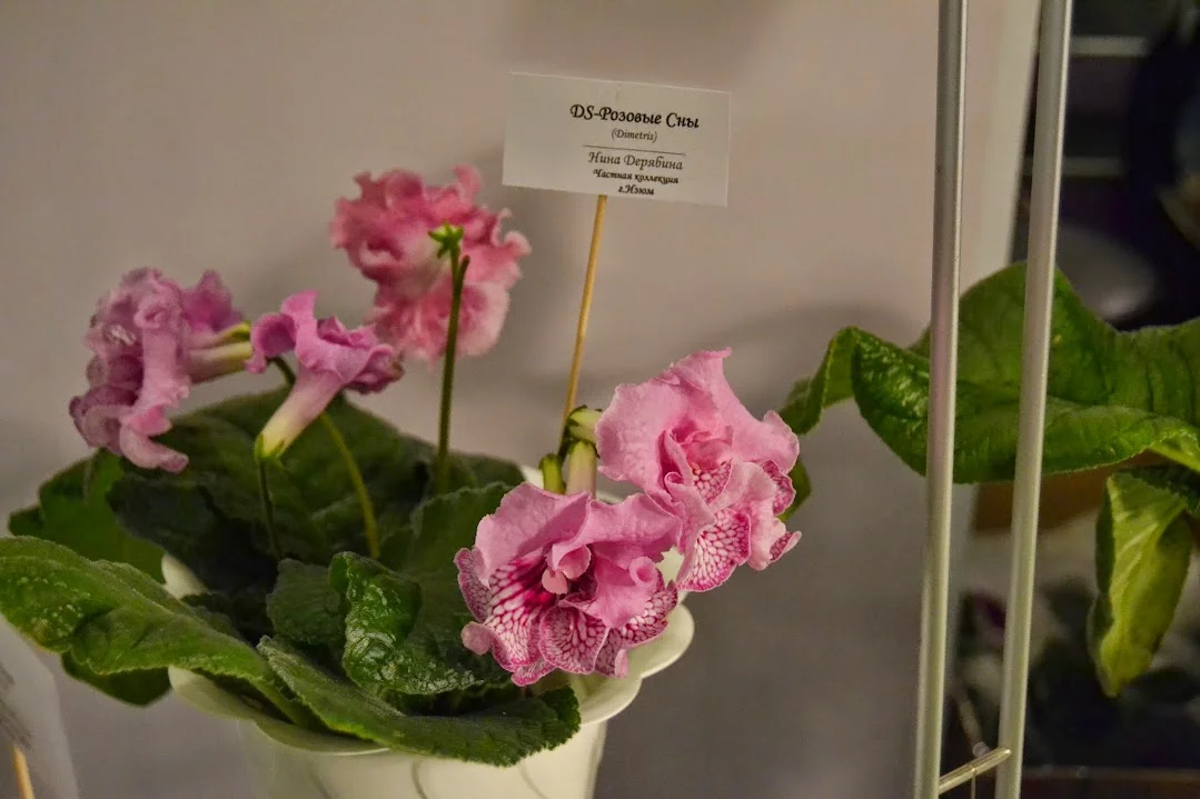 DSC_0816.webp