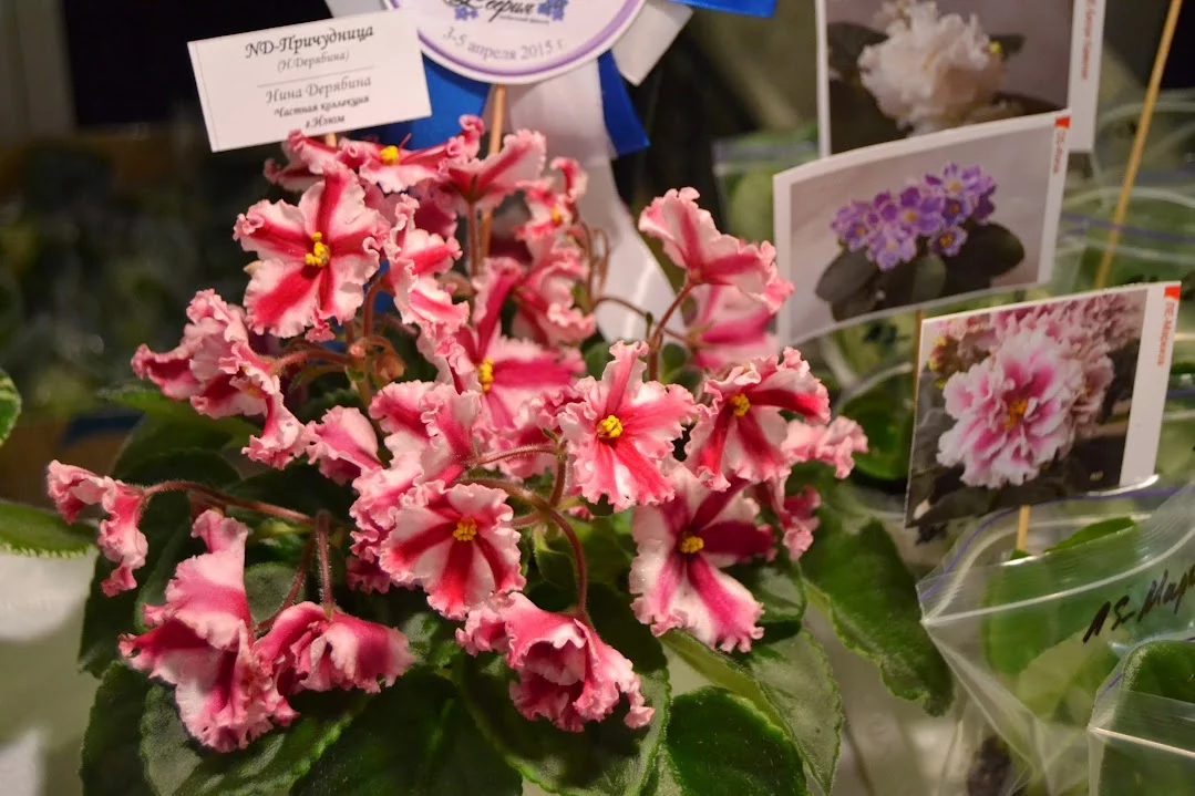 DSC_0847.webp