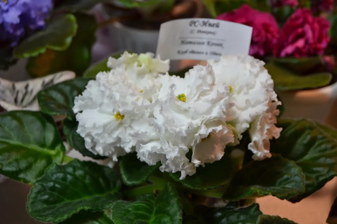 DSC_0904.webp