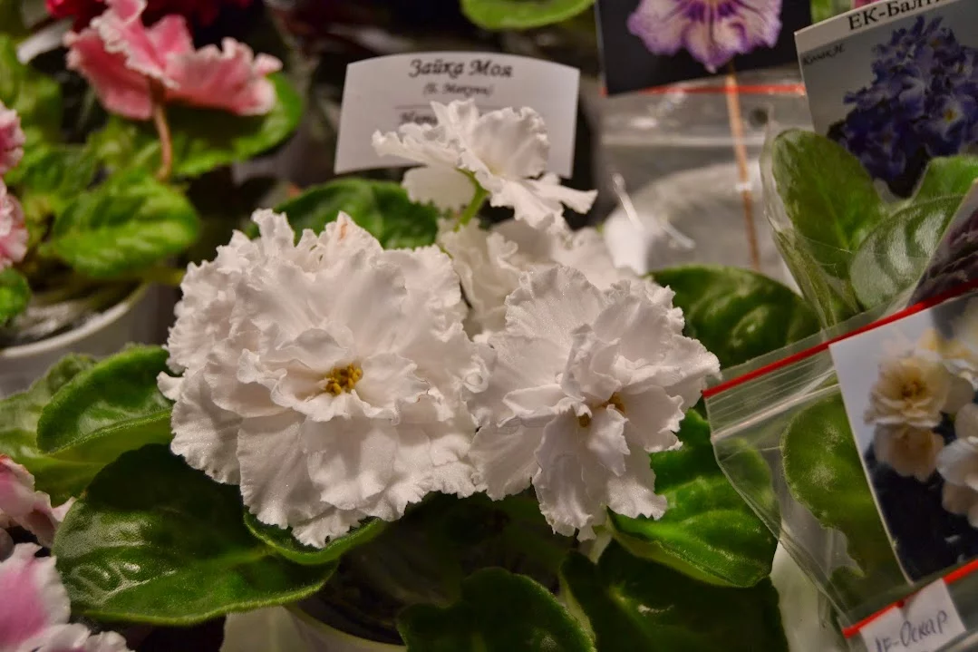 DSC_0913.webp