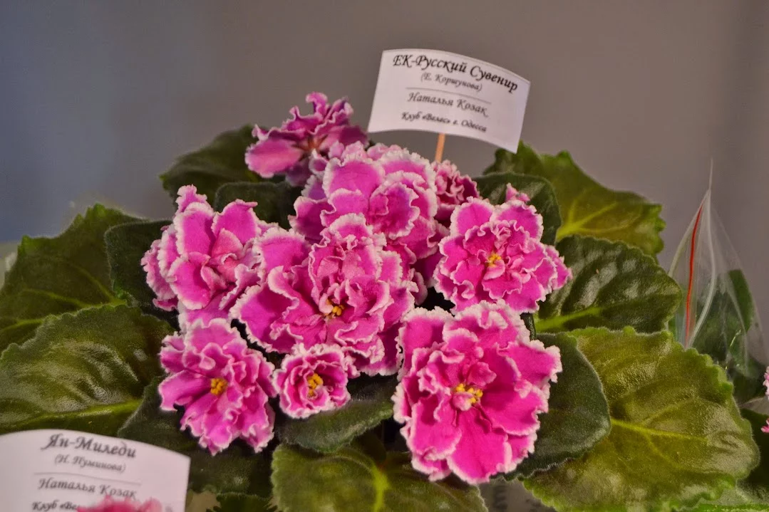 DSC_0918.webp