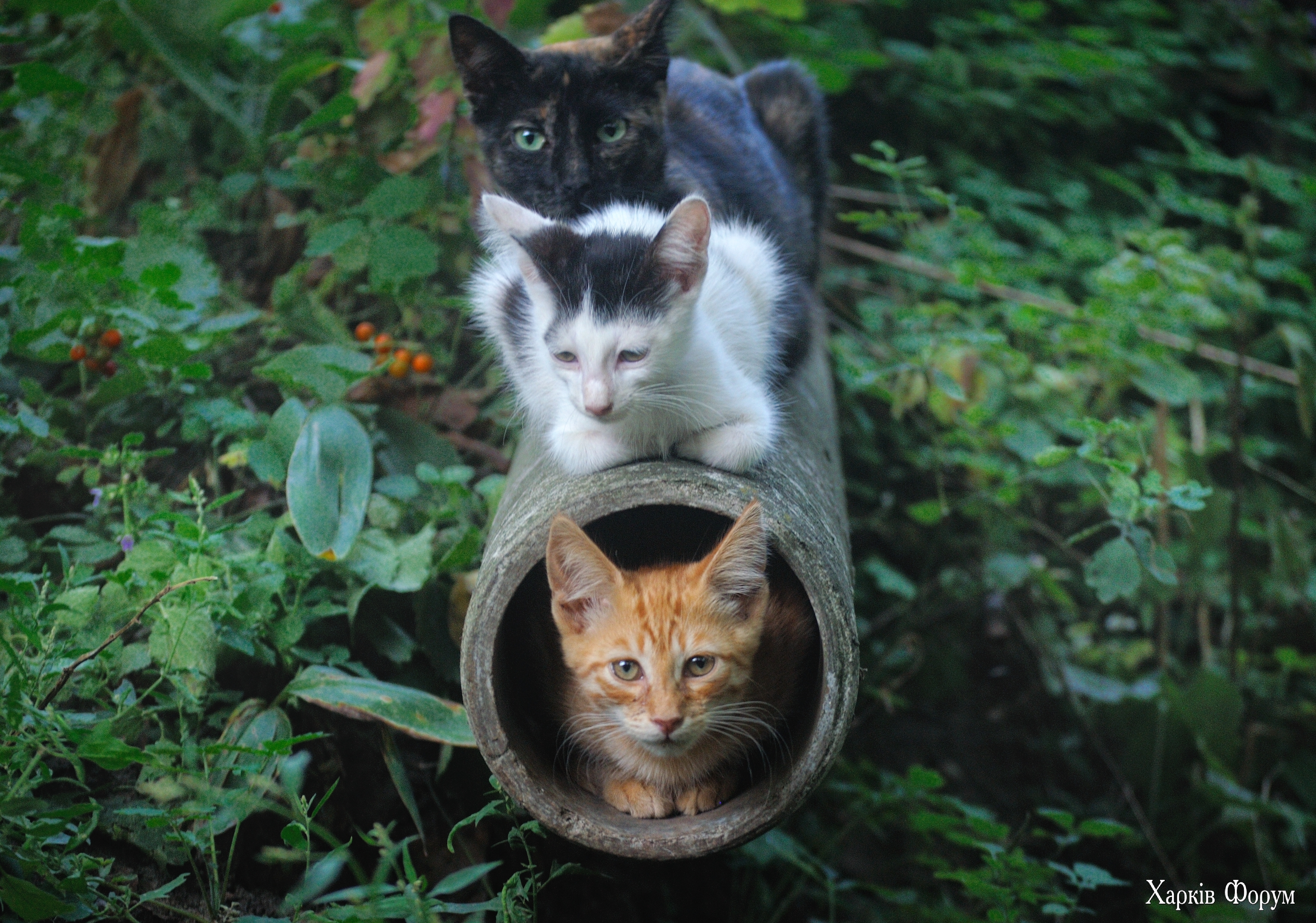 DSC_1159.jpg