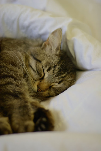 DSC_4582.jpg