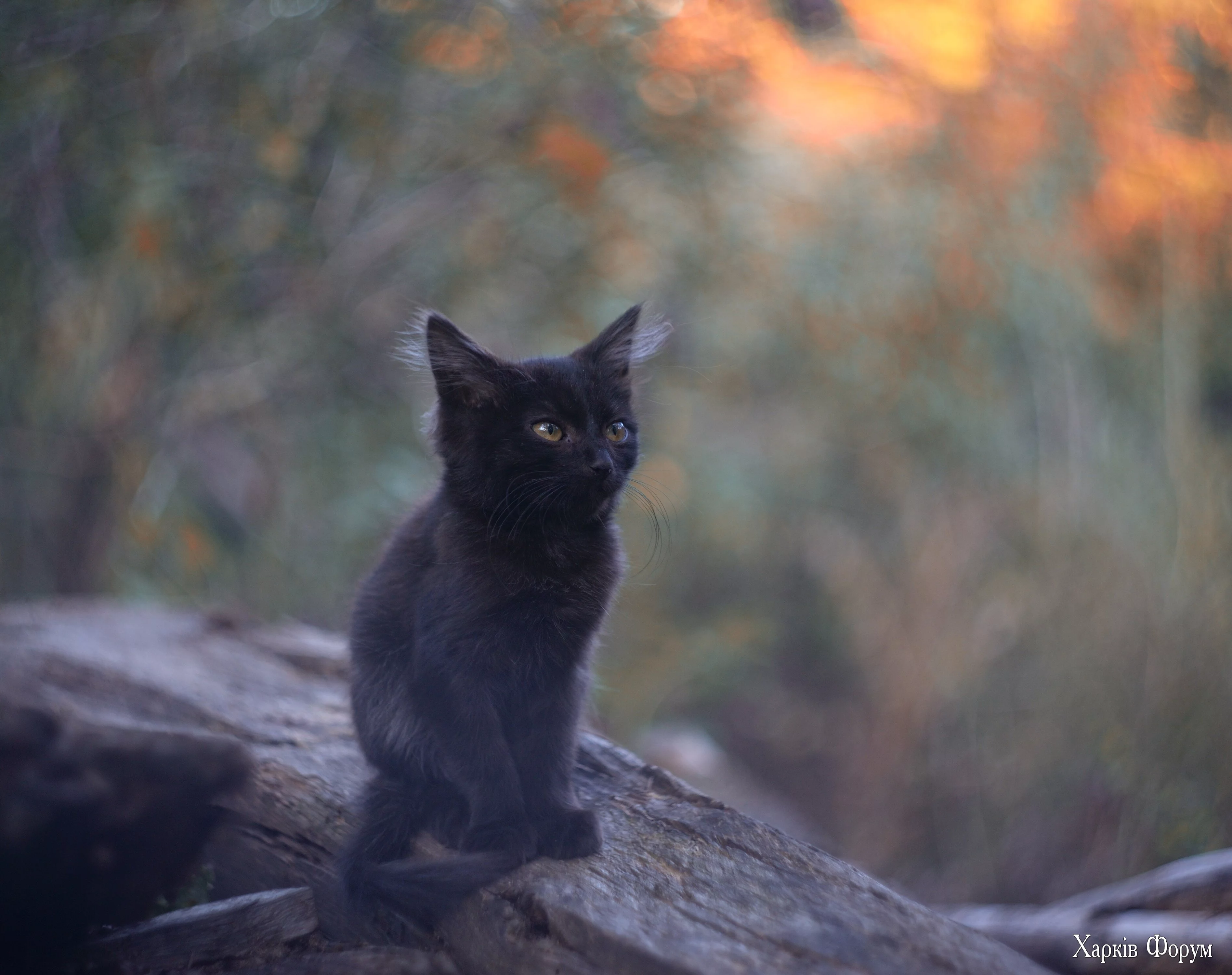 DSC_4722.jpg