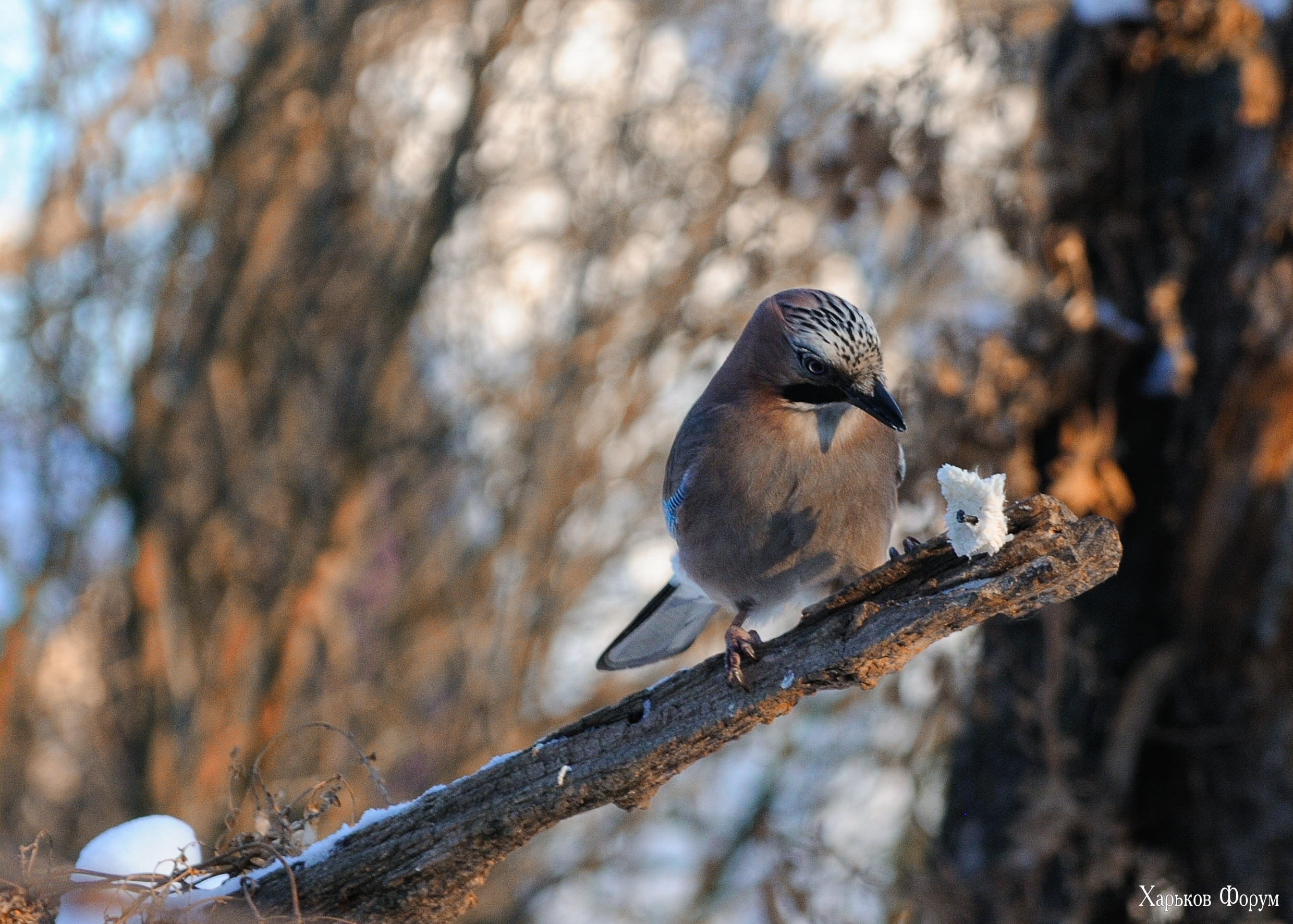 DSC_6019.jpg