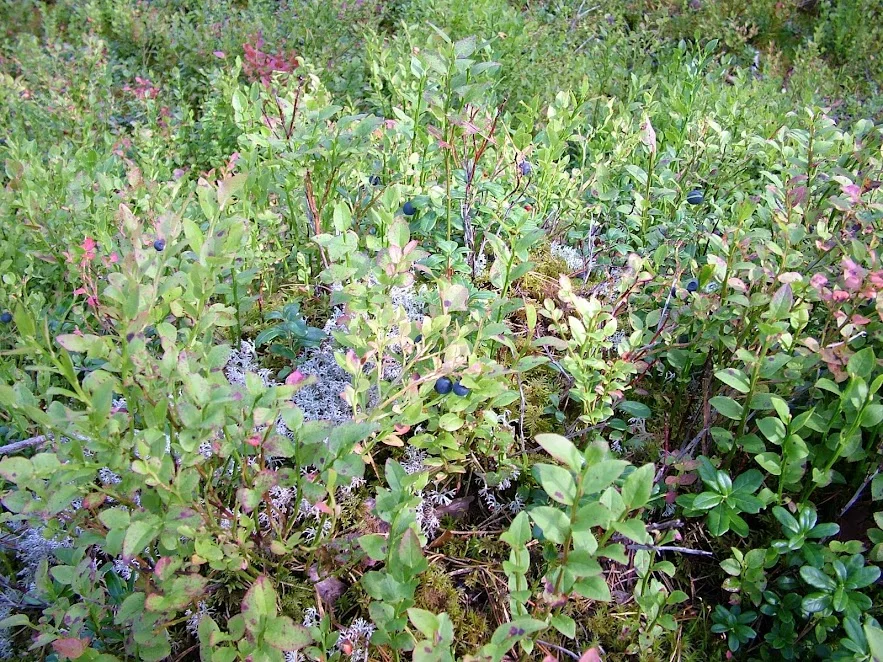 DSCF0139.webp