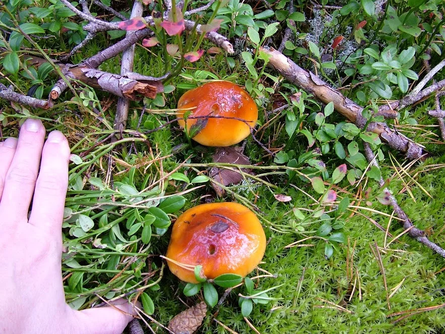 DSCF0177.webp