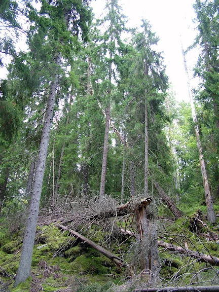DSCF0194.webp