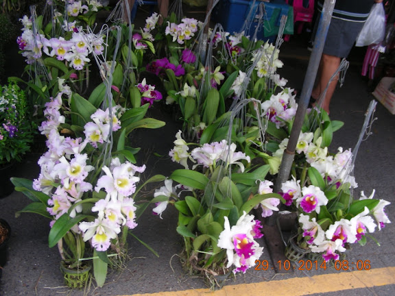 DSCN0380.jpg
