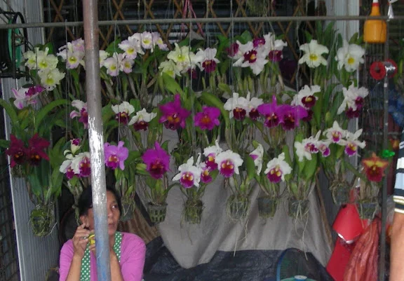 DSCN0382.webp