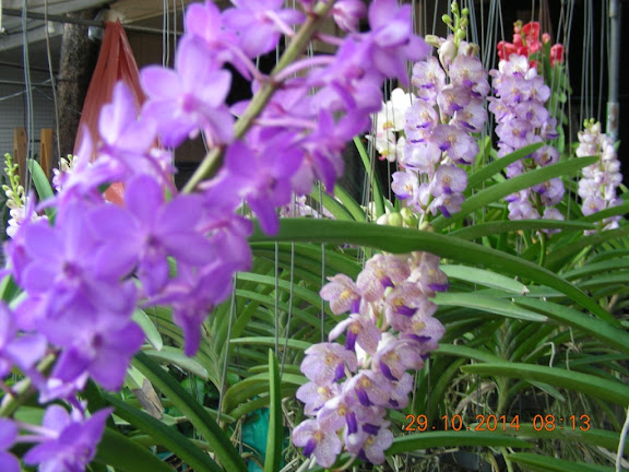 DSCN0414.jpg