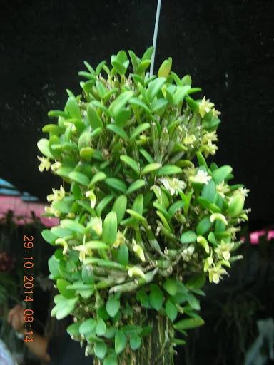 DSCN0418.webp