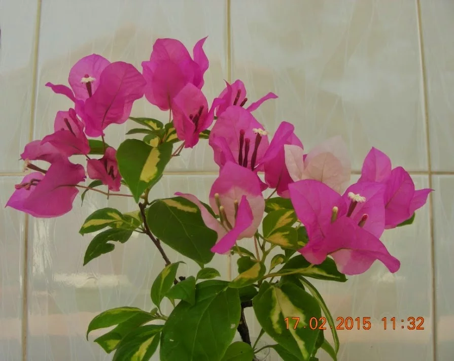 DSCN2854.webp