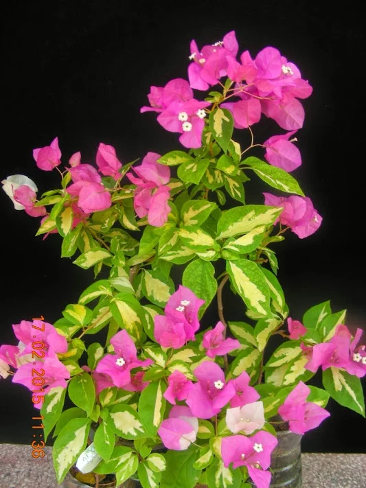 DSCN2857.webp