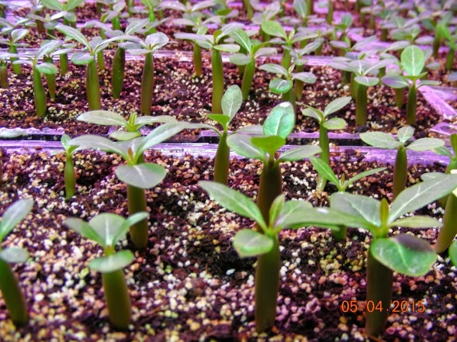DSCN3537.webp