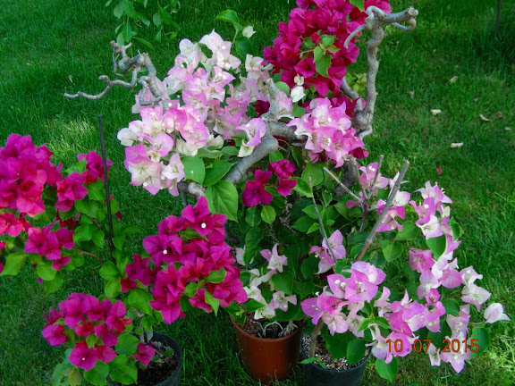 DSCN4855.jpg