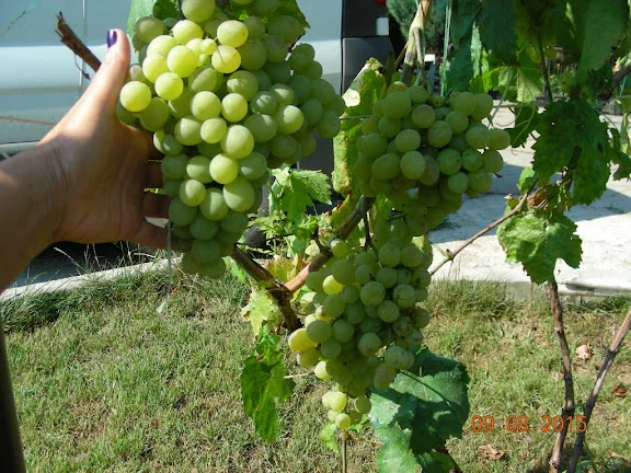 DSCN5116.webp