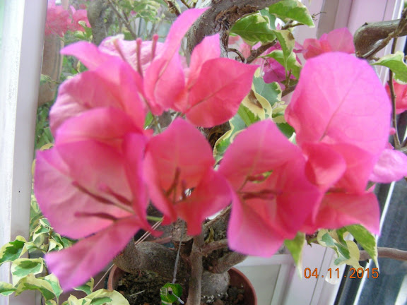 DSCN6411.jpg