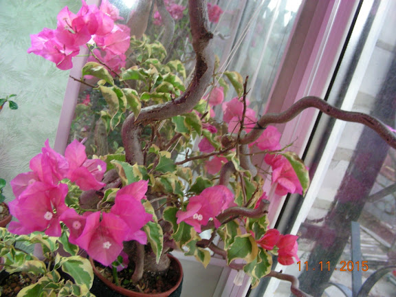 DSCN6479.jpg