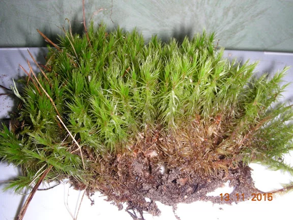 DSCN6480.webp