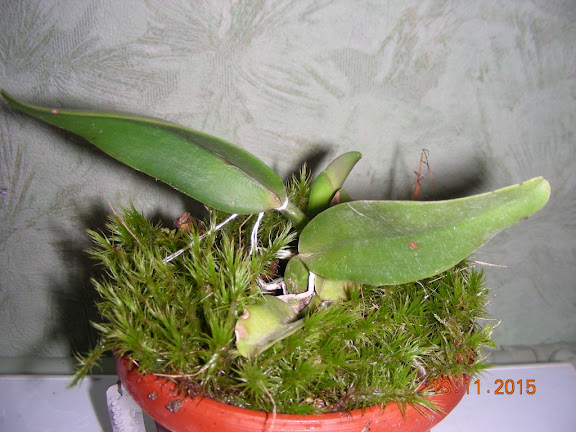 DSCN6484.jpg