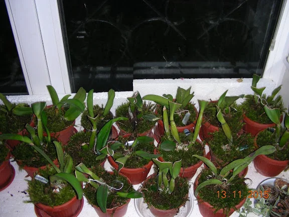 DSCN6487.webp