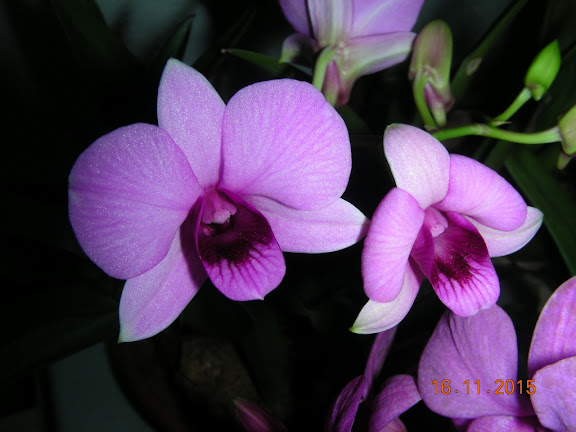 DSCN6636.jpg