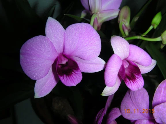 DSCN6636.webp