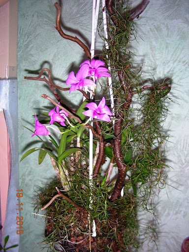DSCN6684.jpg