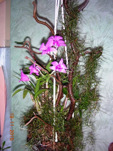 DSCN6684.webp