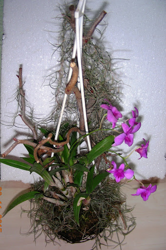 DSCN6695.jpg