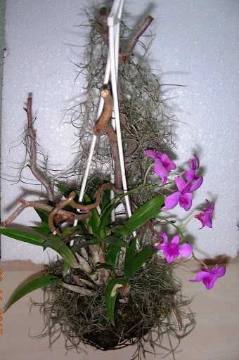 DSCN6695.webp