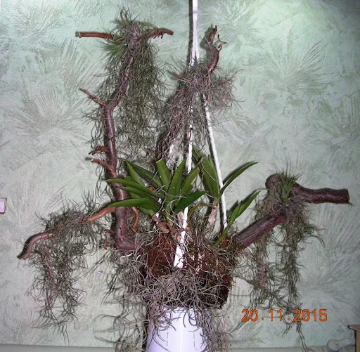 DSCN6697.webp