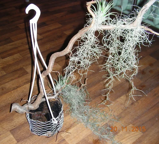DSCN6706.webp