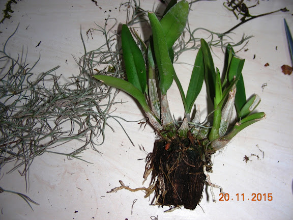 DSCN6707.jpg
