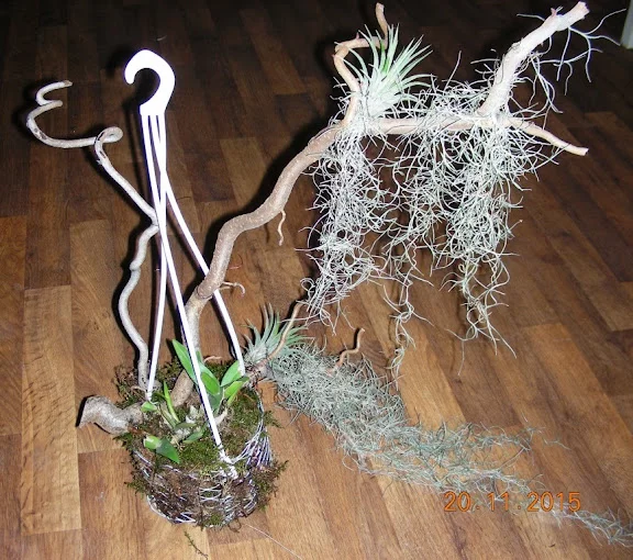 DSCN6708.webp