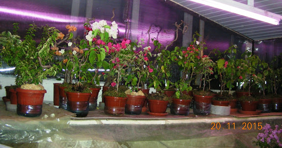 DSCN6717.jpg