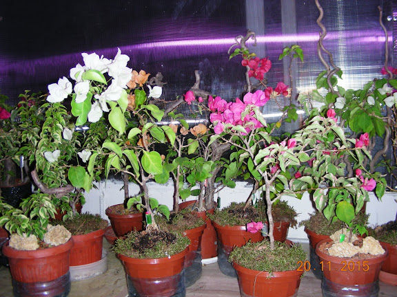 DSCN6720.jpg