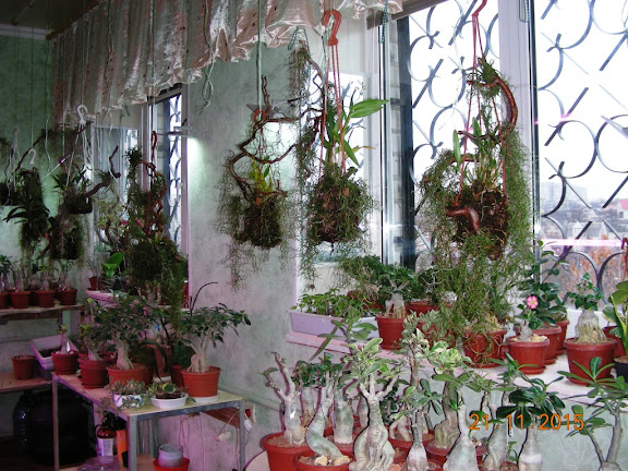 DSCN6727.jpg